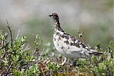 Rock Ptarmigan